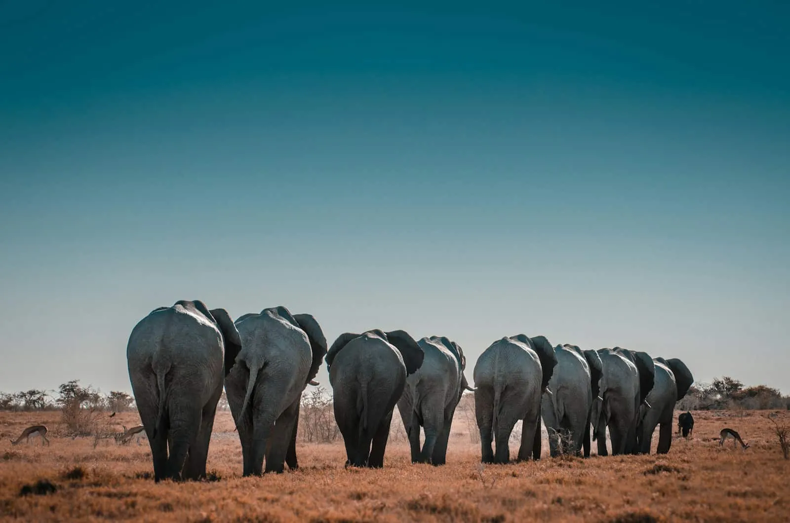 Elephants walking in a line